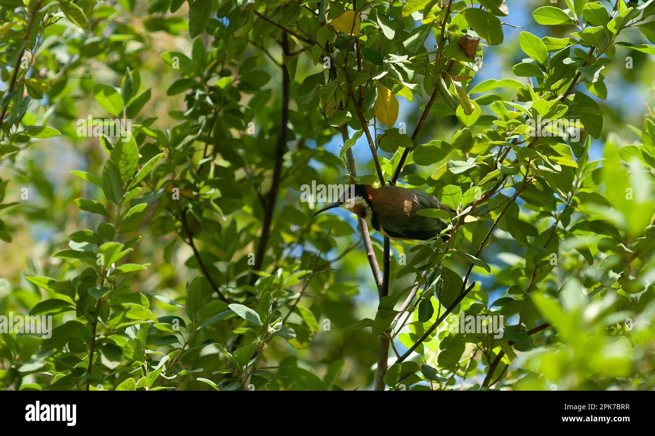 Eastern spine bill bird in amongst green foliage of tree Stock Photo
