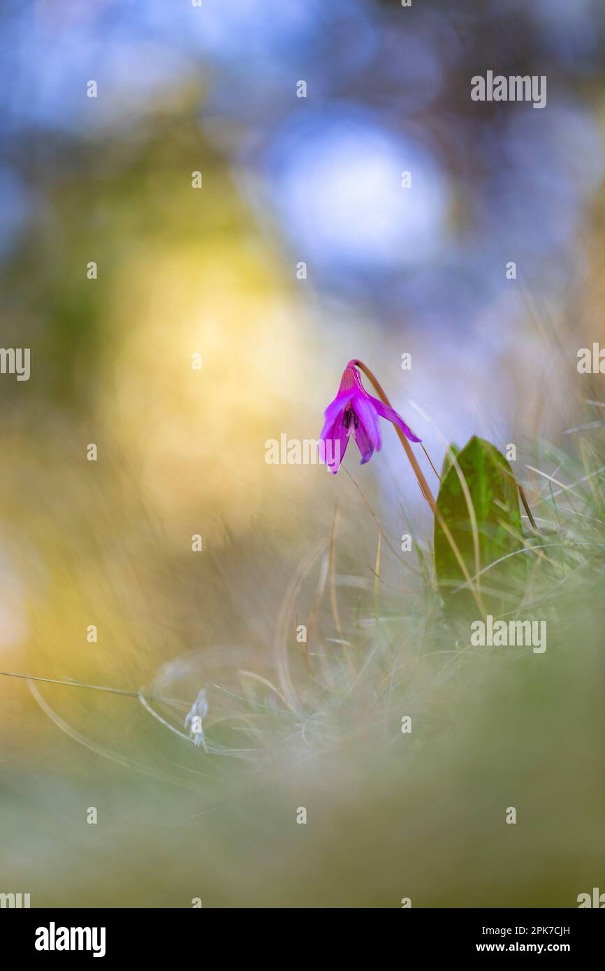 Dog's tooth violet (erythronium dens-canis) in a forest in the Pyrenees at sunset Stock Photo
