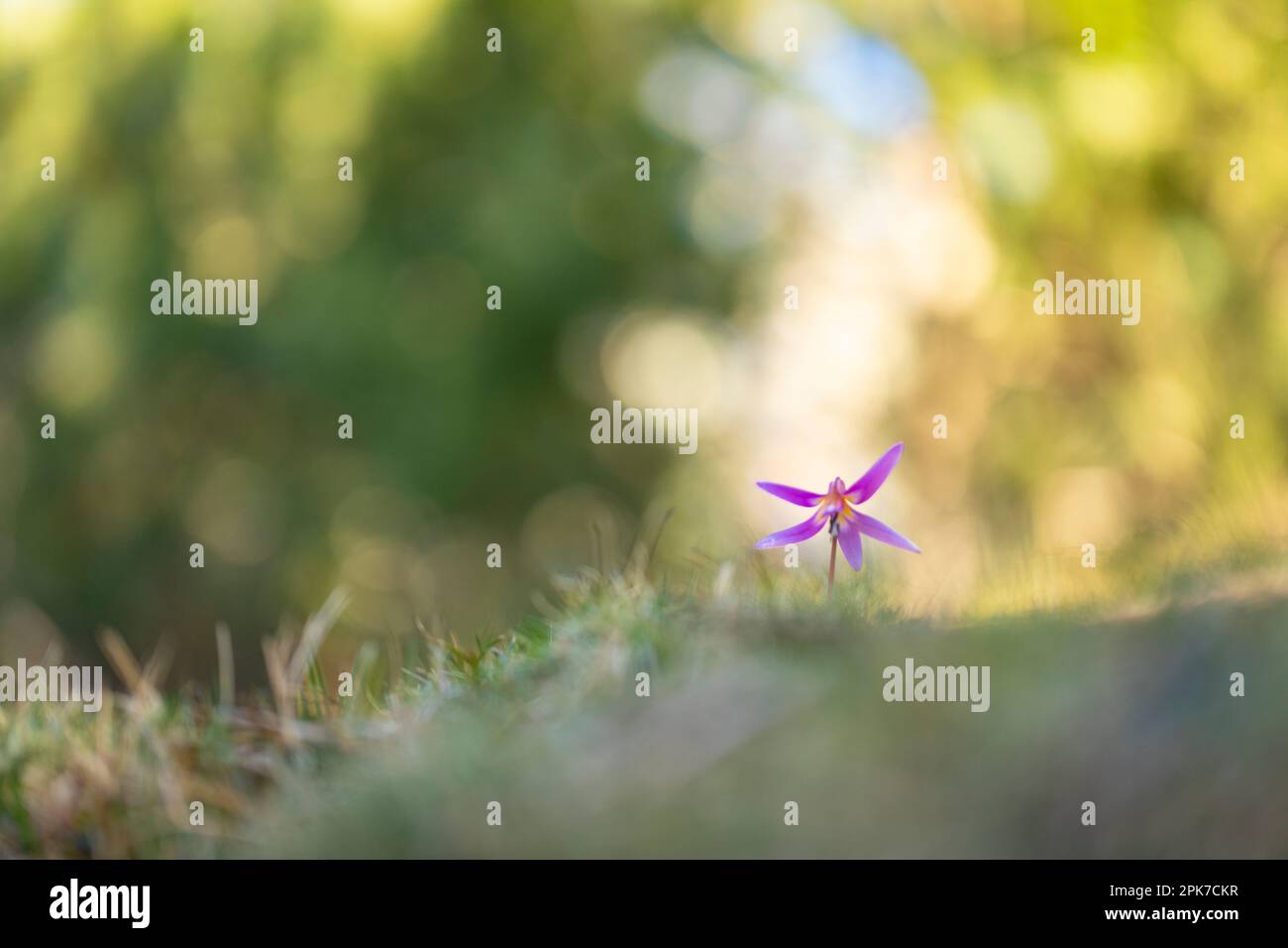 Dog's tooth violet (erythronium dens-canis) in a forest in the Pyrenees at sunset Stock Photo