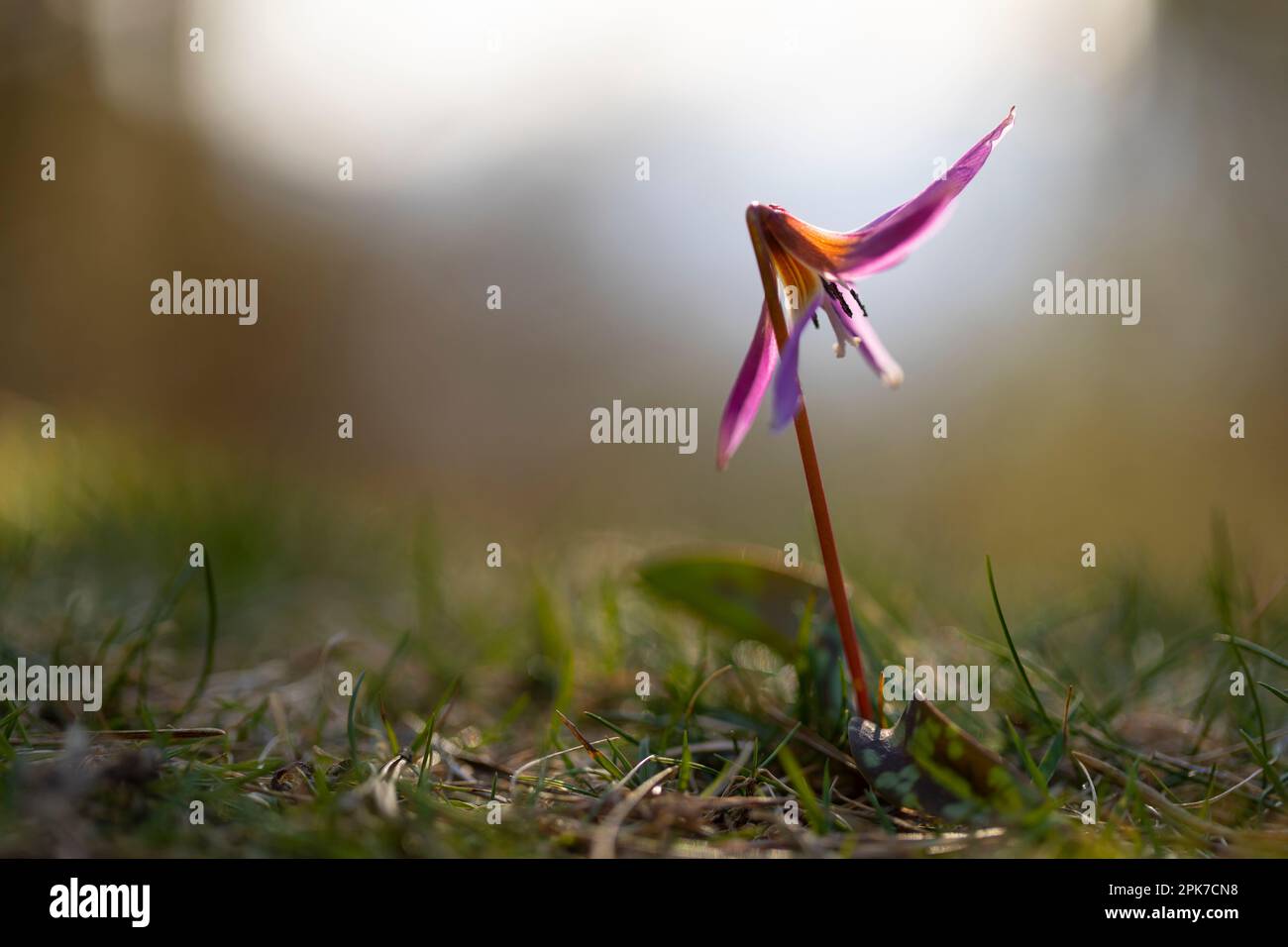 Dog's tooth violet (erythronium dens-canis) in a forest in the Pyrenees at sunset Stock Photo
