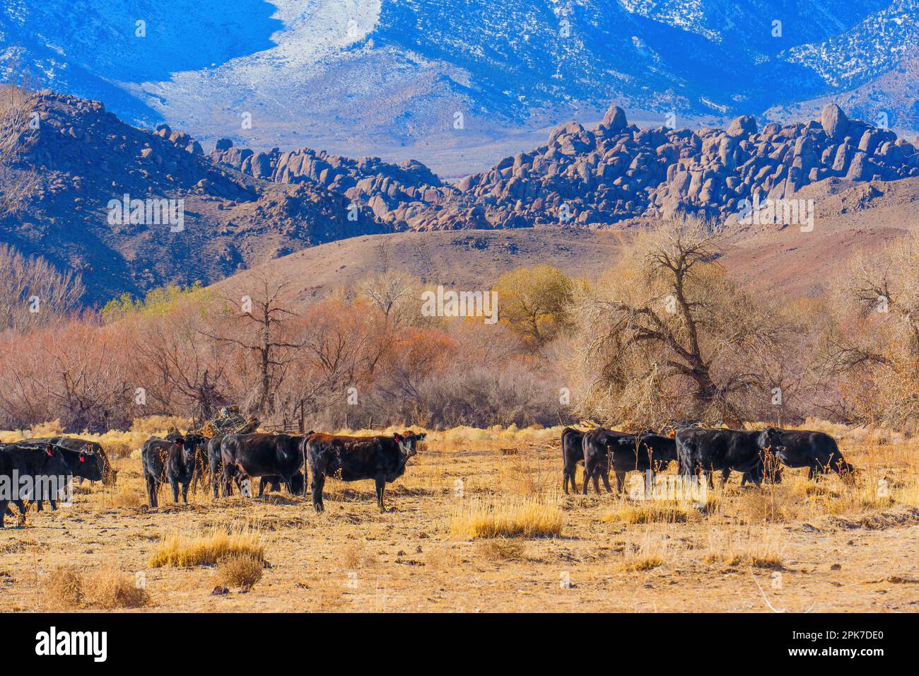 A herd of cows grazing on a field of yellowed grass at the foot of a ...