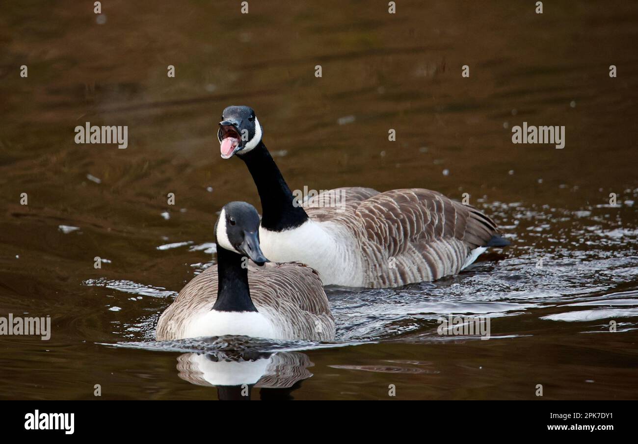 Canada geese preparing for the breeding season Stock Photo - Alamy