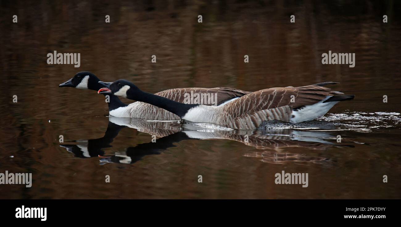Canada geese preparing for the breeding season Stock Photo - Alamy