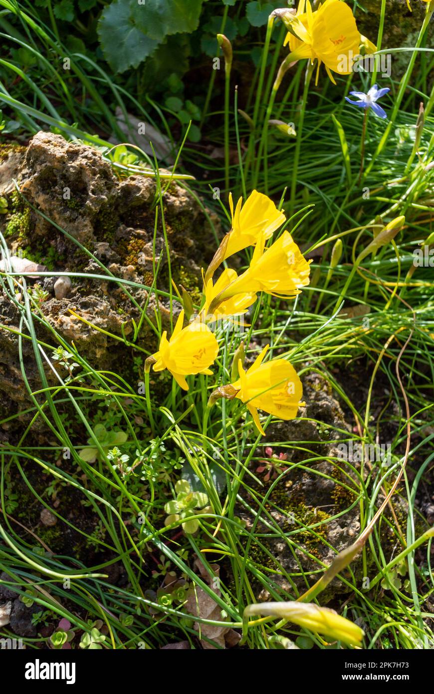 Narcissus bulbocodium, the petticoat daffodil or hoop-petticoat daffodil that is a species of flowering plant in the family Amaryllidaceae Stock Photo