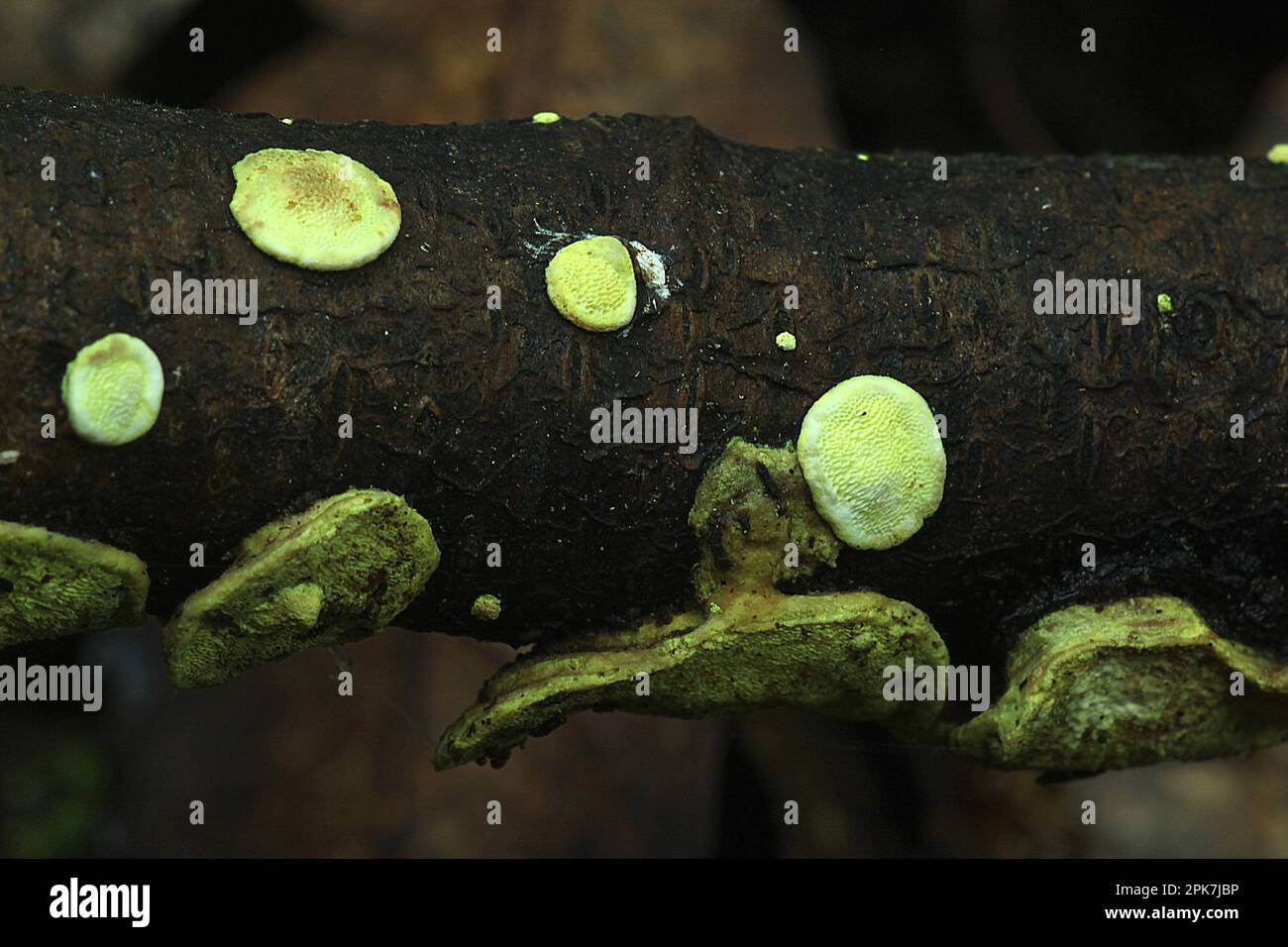 Bioluminescent shelf fungus (Polypolares sp Stock Photo Alamy
