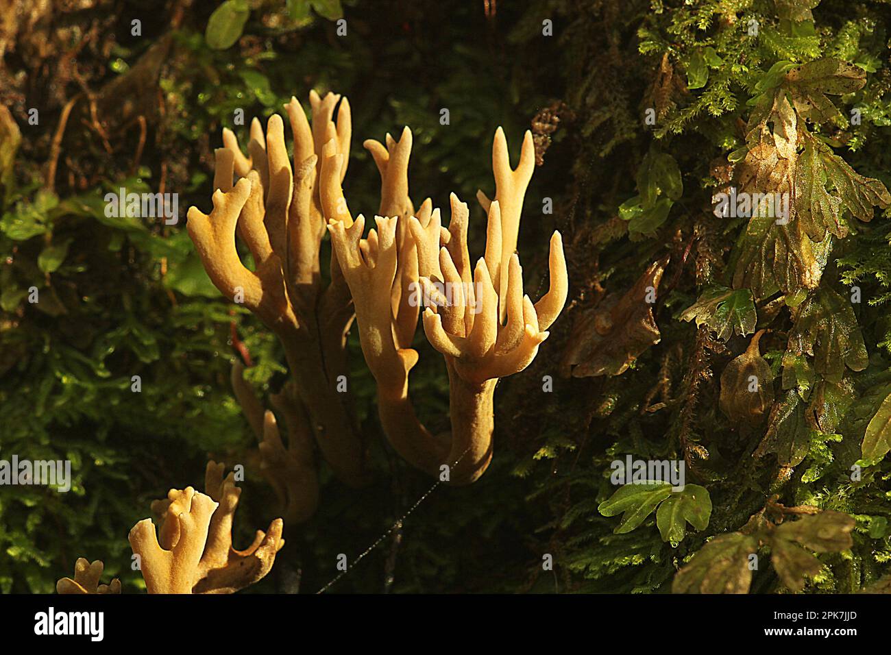 Coral fungus (Ramaria sp.) Stock Photo
