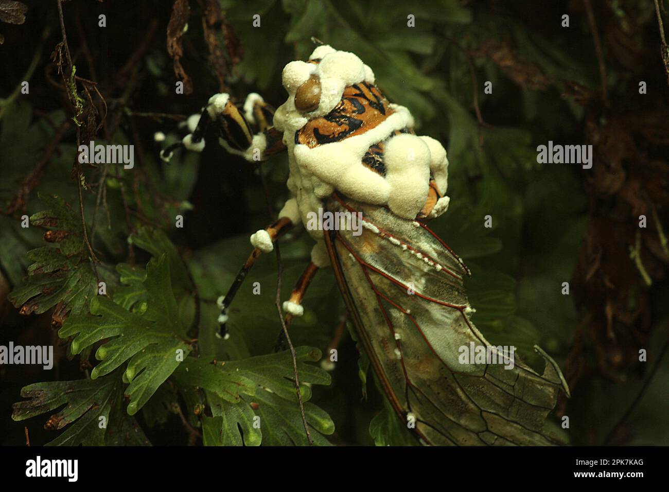 Endoparasitic icing sugar fungus (Beauvaria sp.) on cicada Stock Photo
