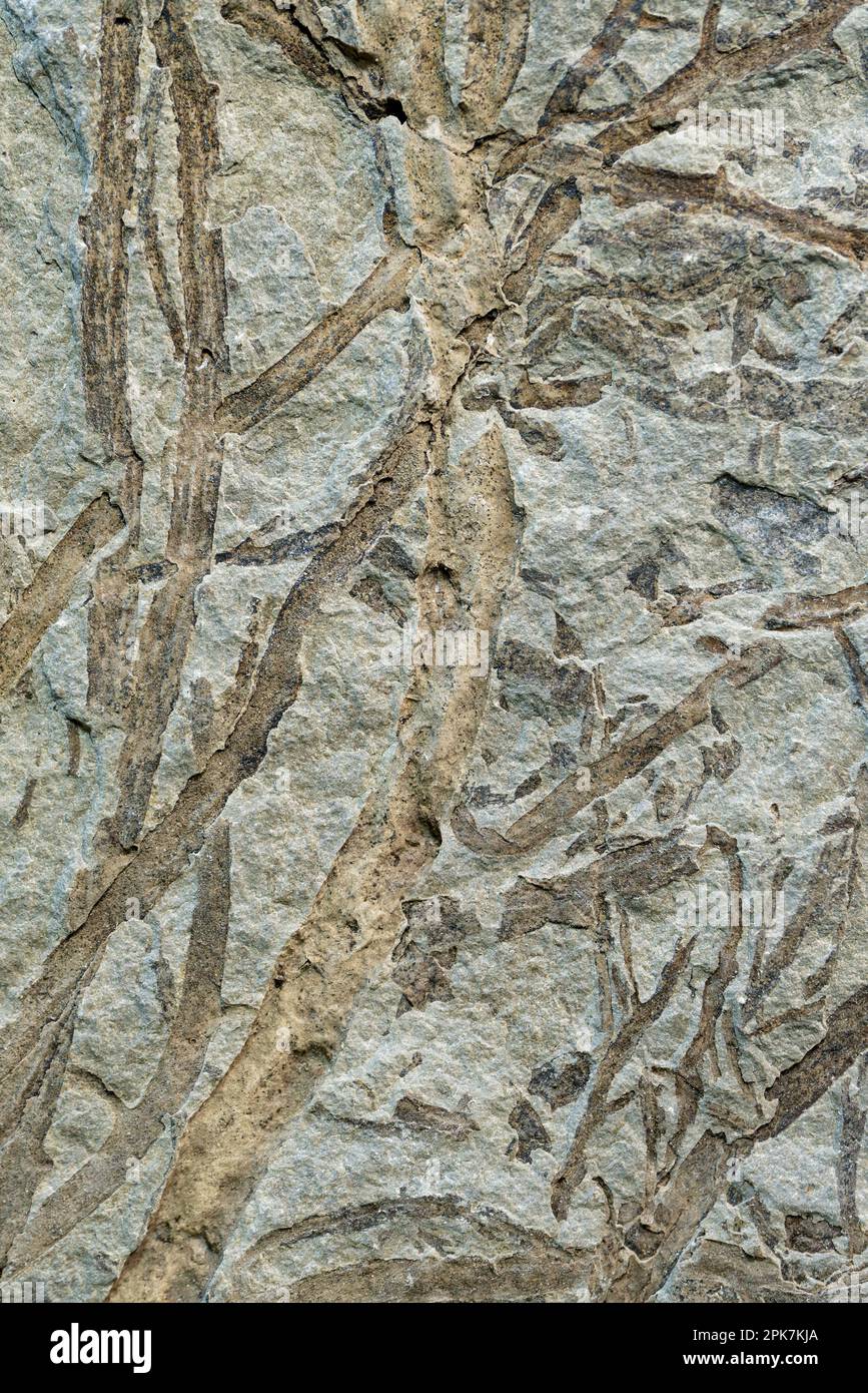Fossilized plant, imprint on stone, abstract natural background Stock Photo
