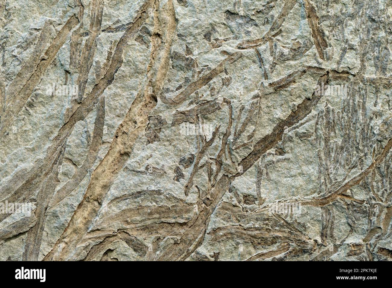 Fossilized plant, imprint on stone, abstract natural background Stock Photo