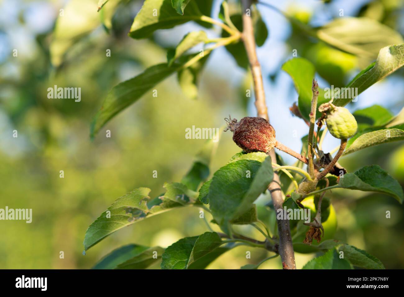 apple fruit with illnes on branch in garden tree diseases Stock Photo Alamy