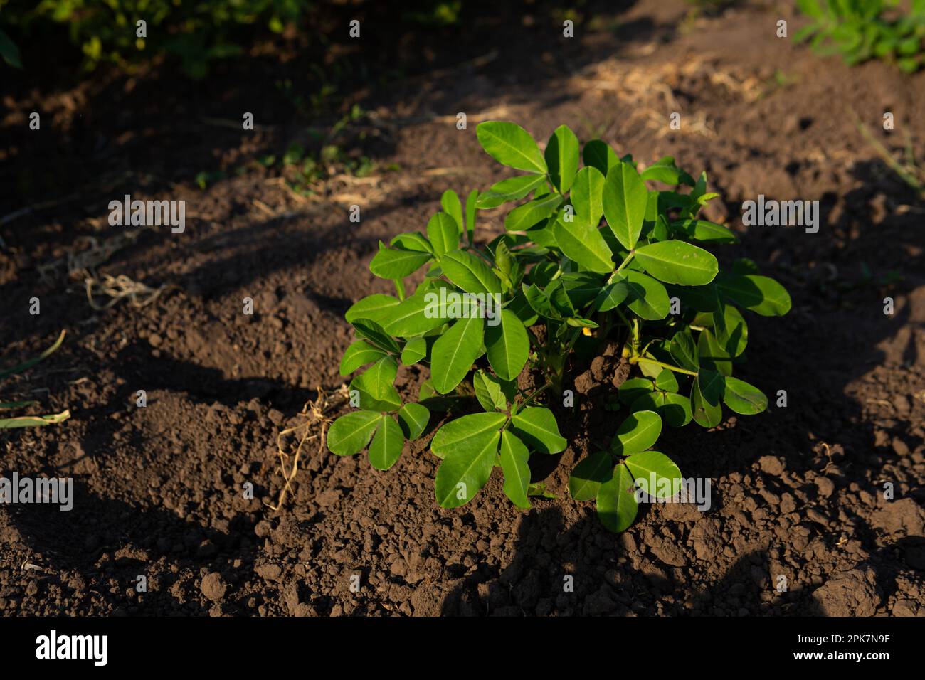Peanut plant  growing on the soil  garden organic food cuitivate Stock Photo