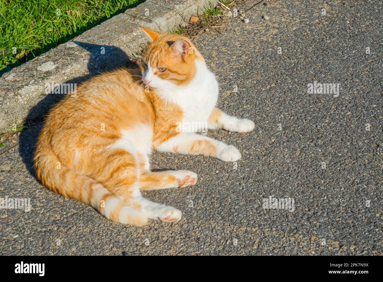 Tabby and white cat lying sunbathing Stock Photo - Alamy