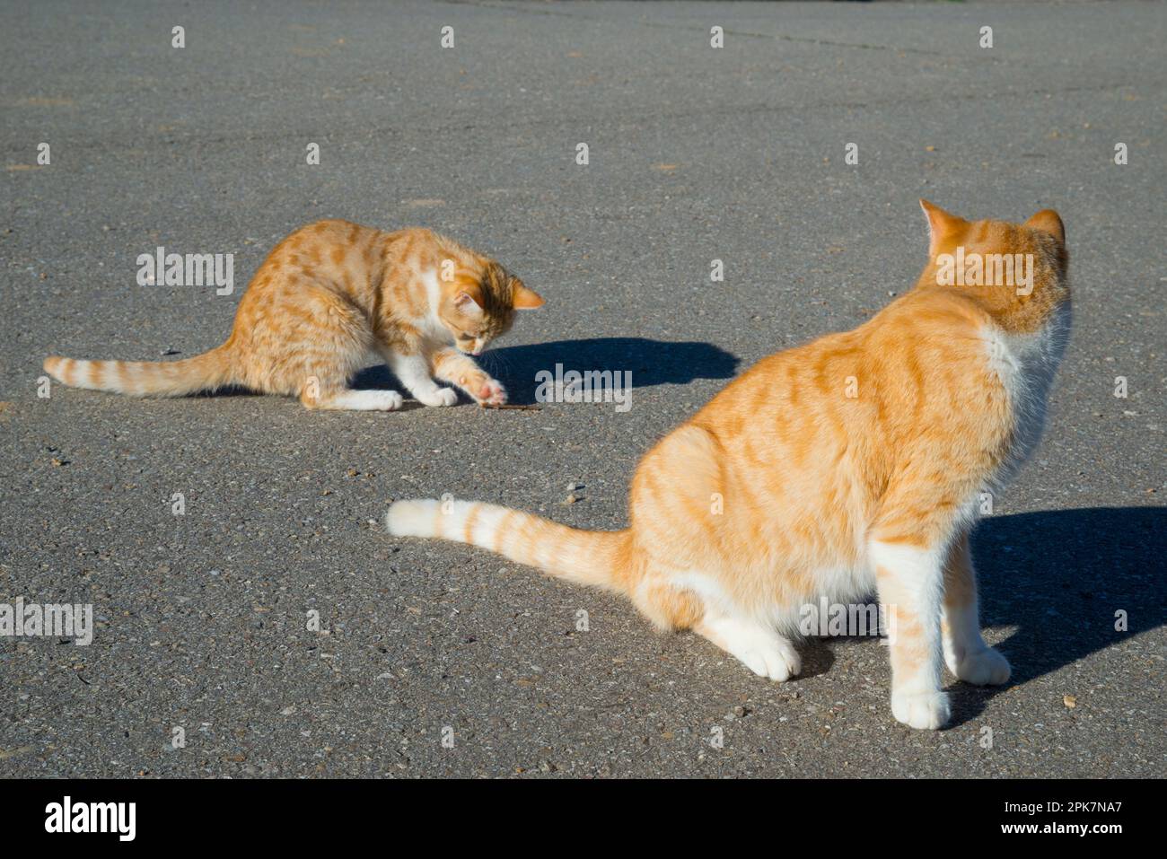 Two stray cats. Stock Photo