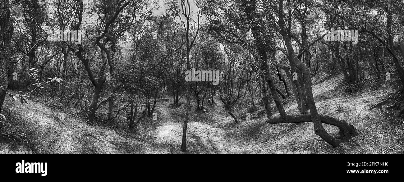 Scrub jungle Black and White Stock Photos & Images Alamy