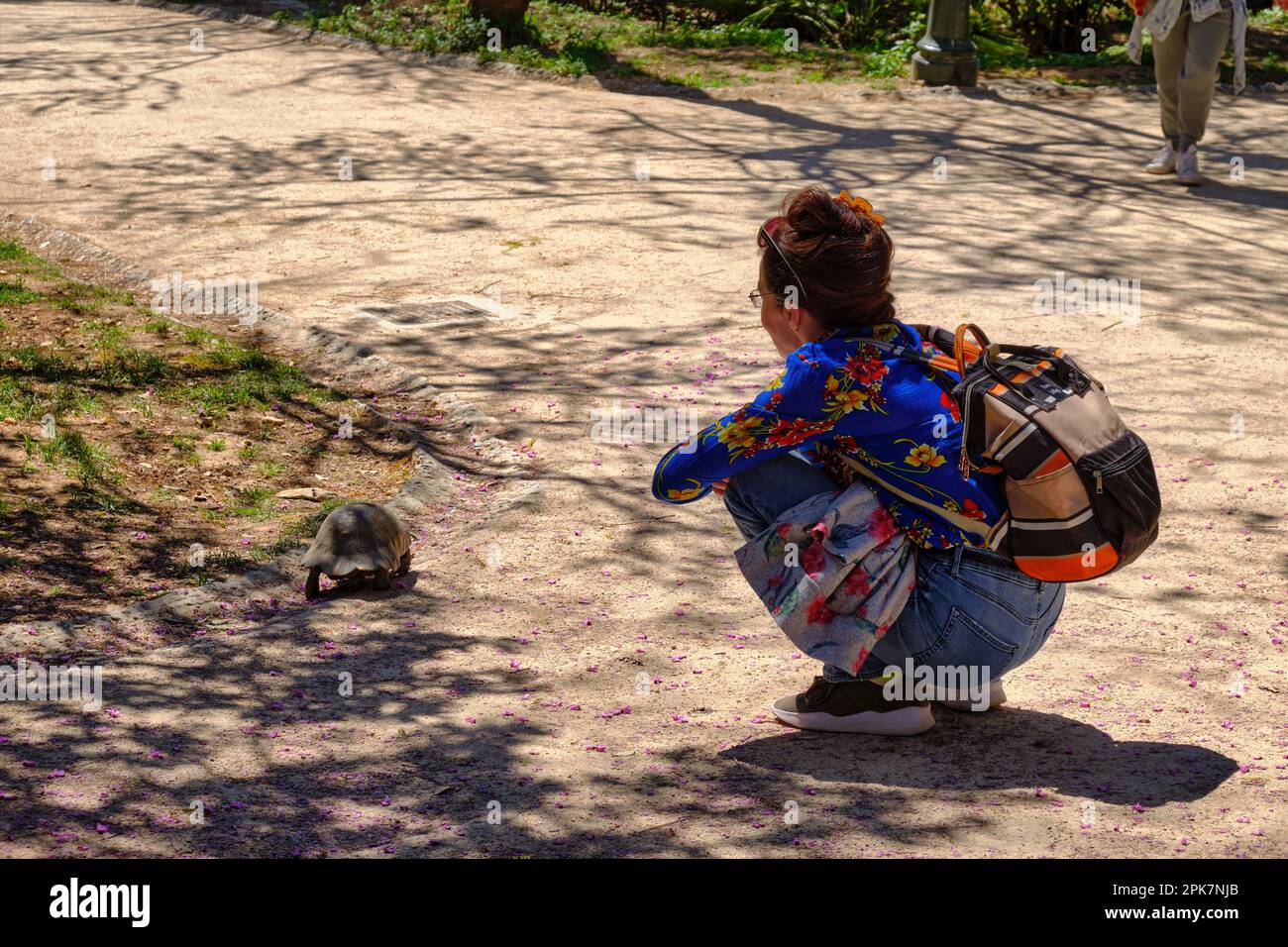 Woman watches wild turtle wander through Athens national gardens in Spring Stock Photo