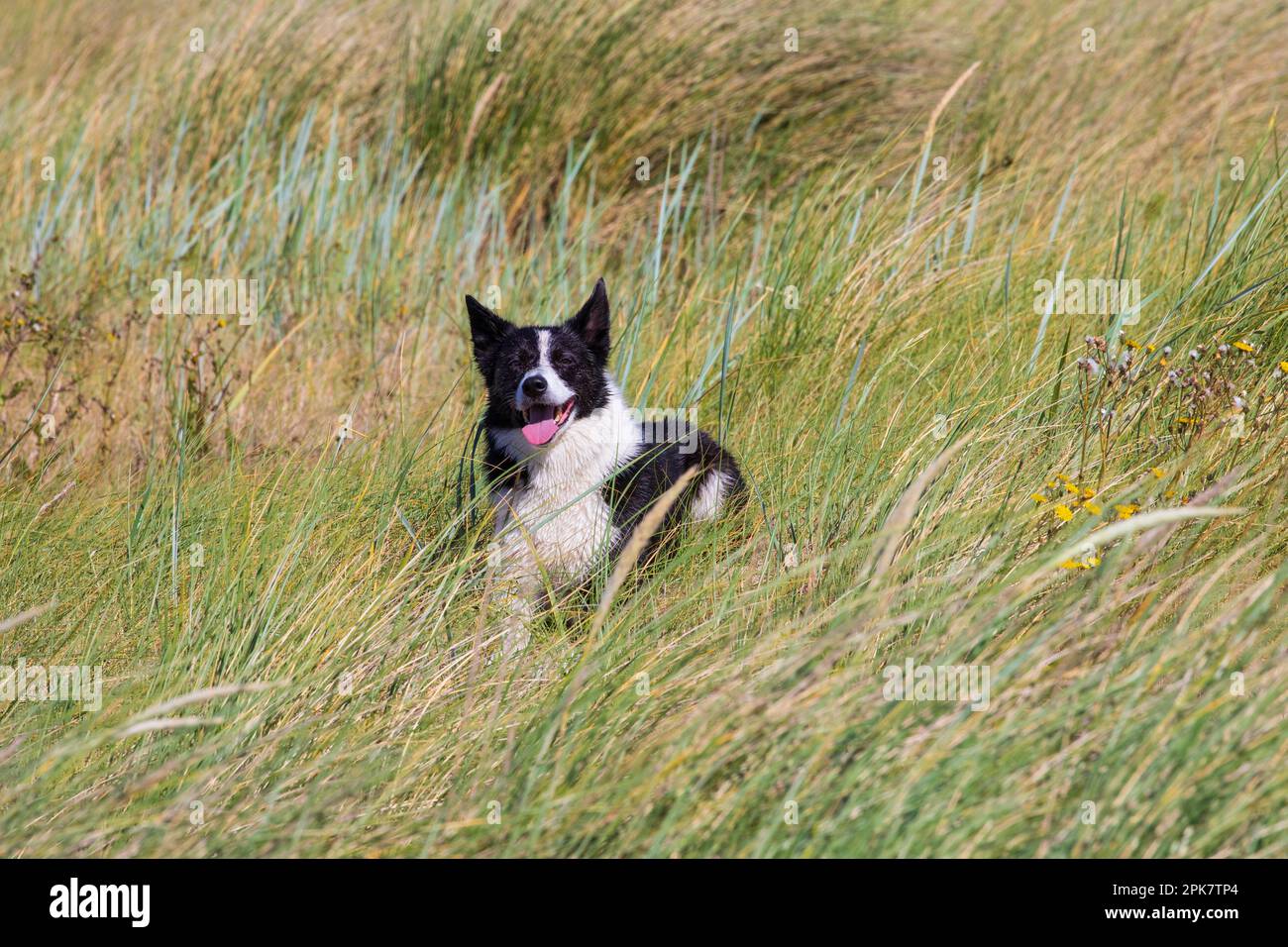border collie Stock Photo