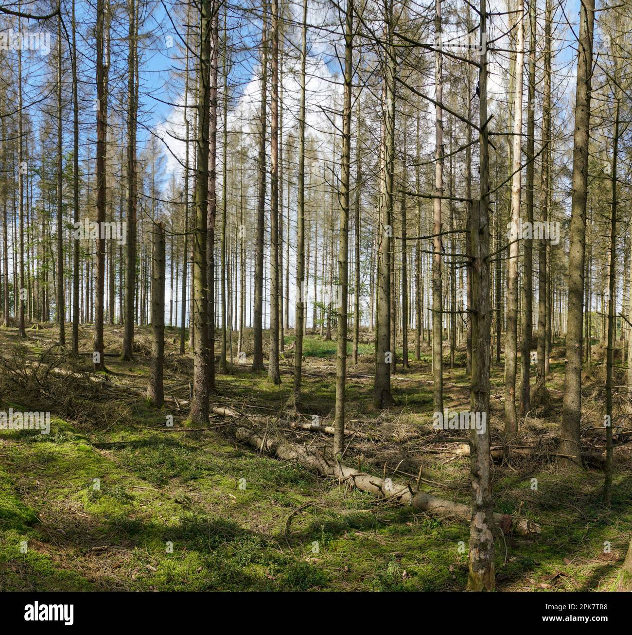 Teutoburger Wald / Eggegebirge,  Wandern um die Gauseköte Stock Photo