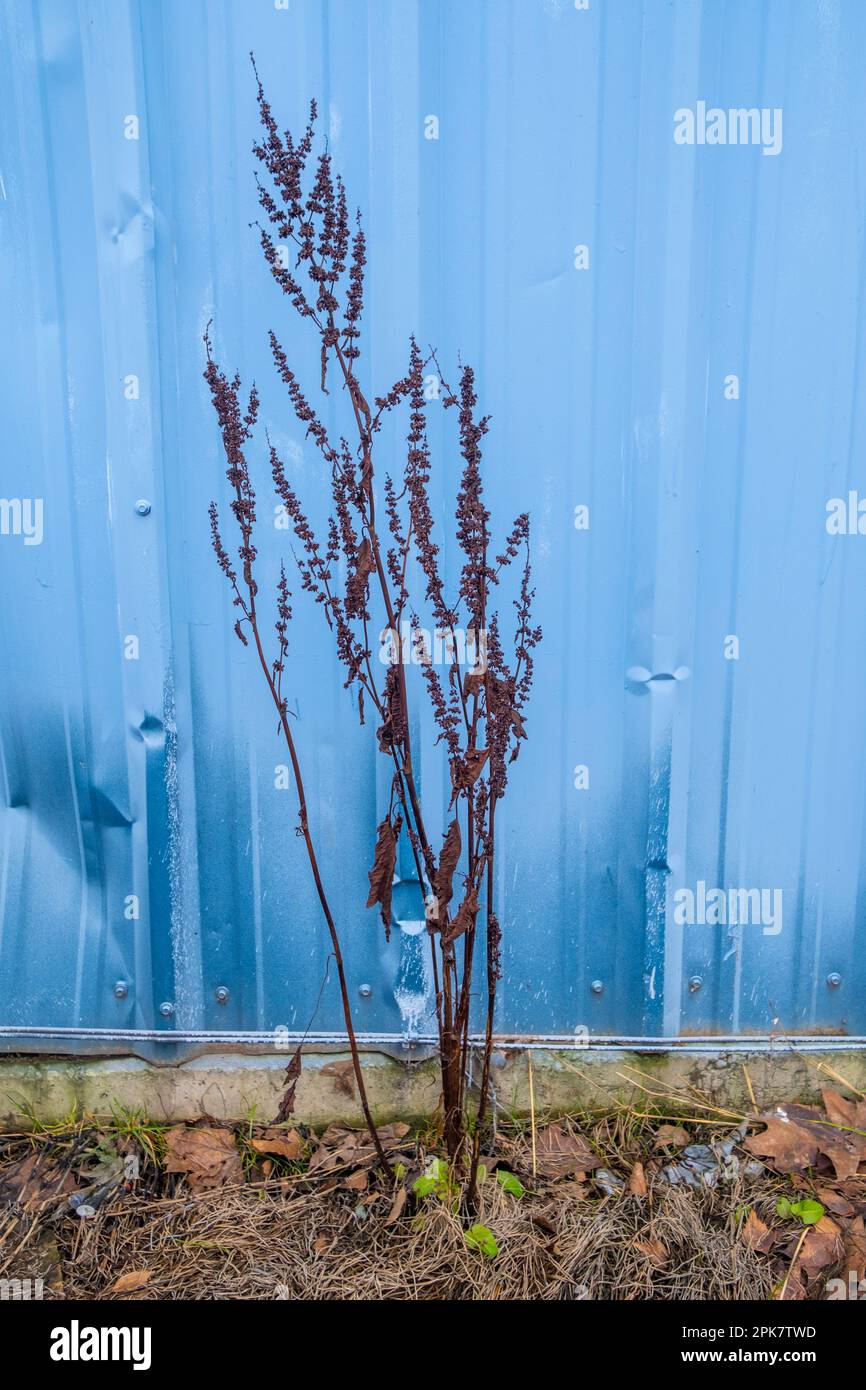 Weed growing in front of wall hi-res stock photography and images - Alamy