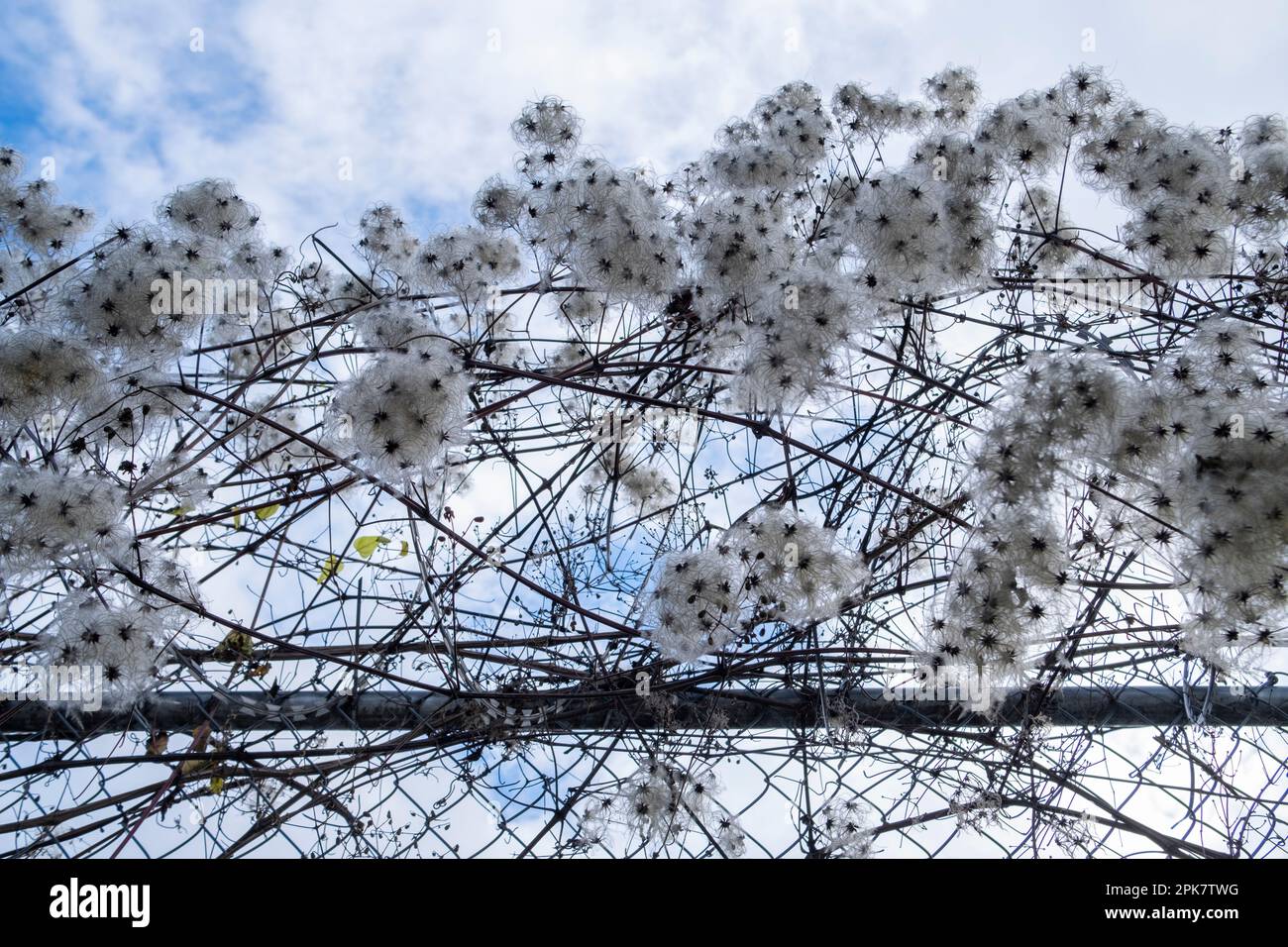 Flowering weeds growing on barbed wire fence, close up. Stock Photo