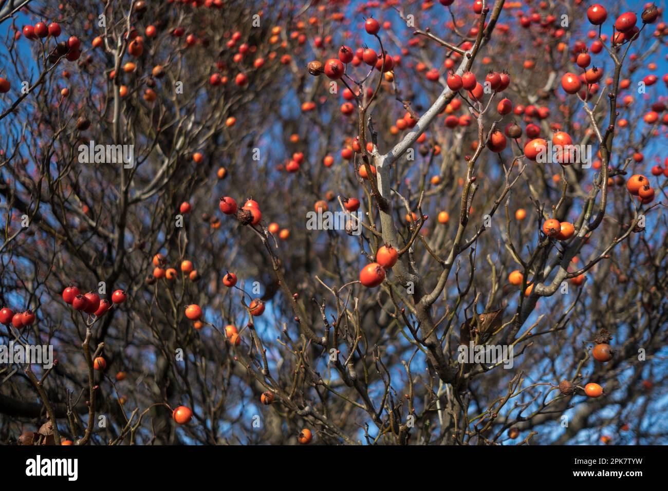 A fruiting crab apple tree in winter, red crab apples. Stock Photo