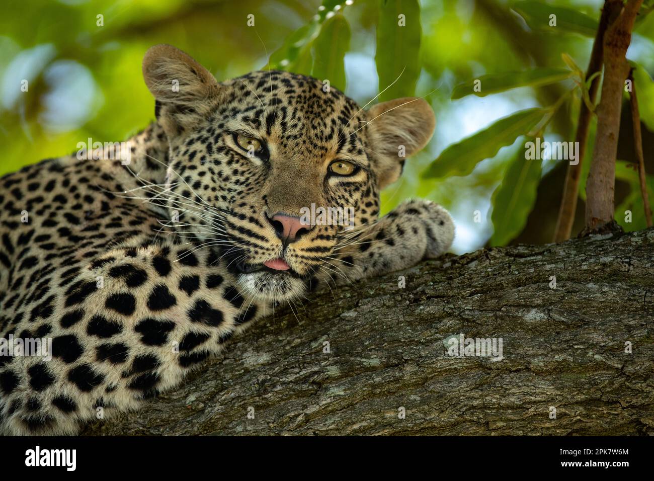 A female leopard, Panthera pardus, lying down on a branch Stock Photo