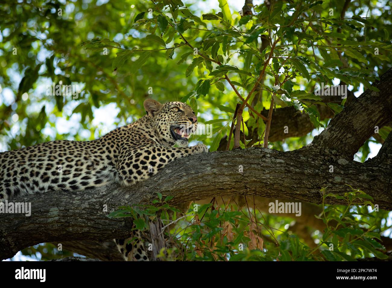 A female leopard, Panthera pardus, lying down on a branch. Stock Photo