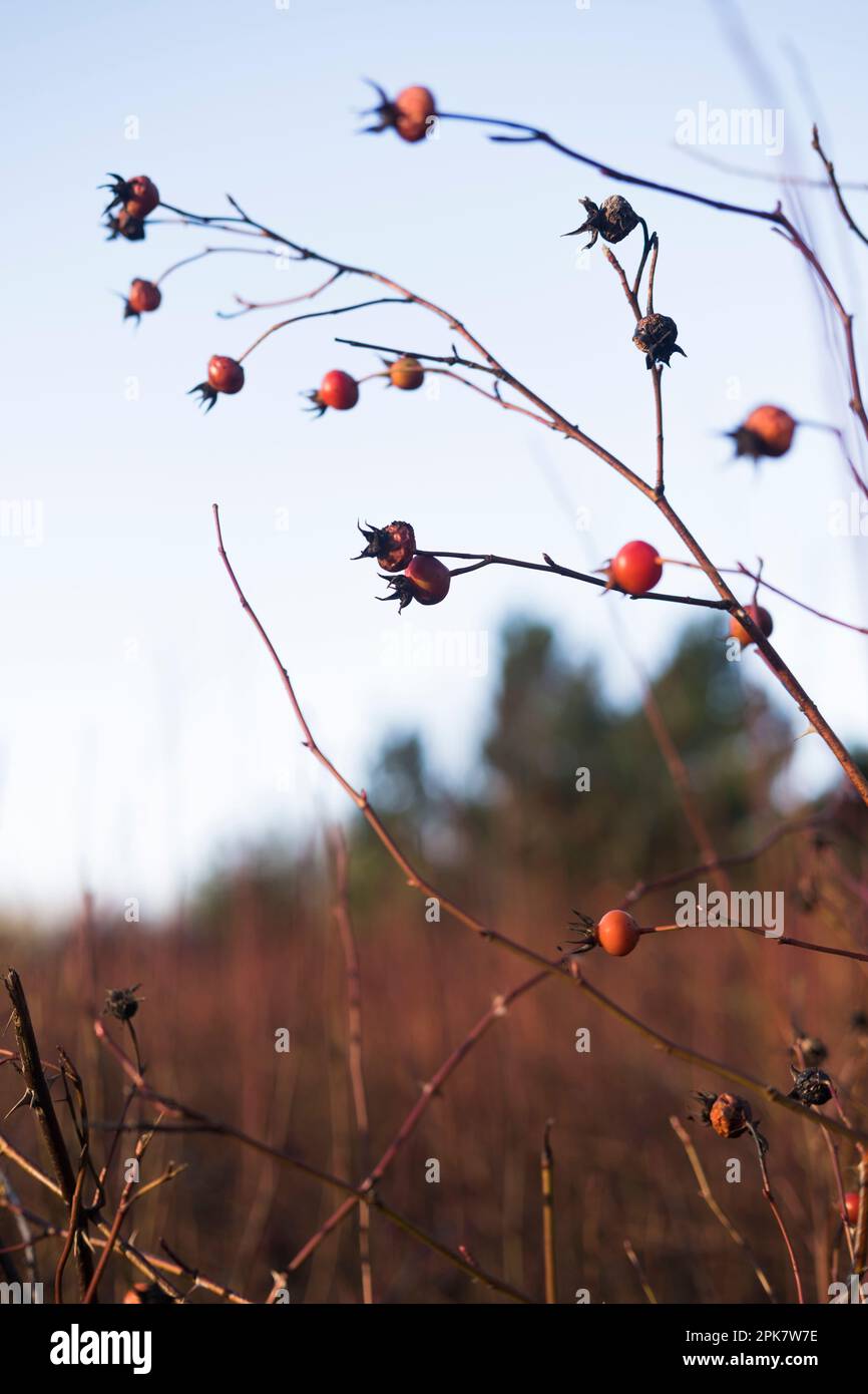 Surface view of plants, grasses and Nootka rose plants with berries. Stock Photo