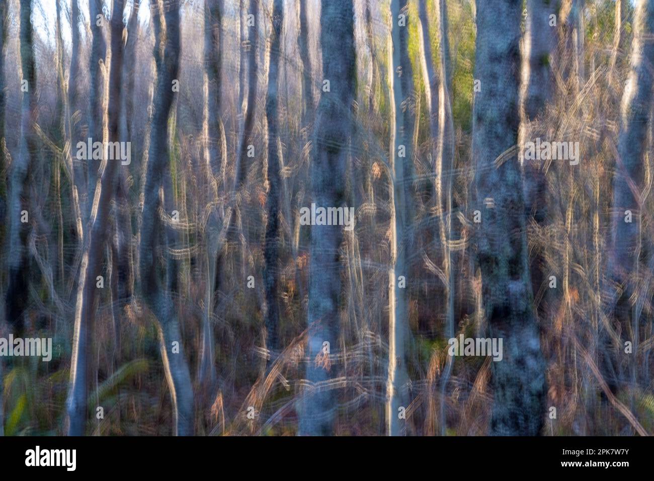 Distorted trunks hi-res stock photography and images - Alamy
