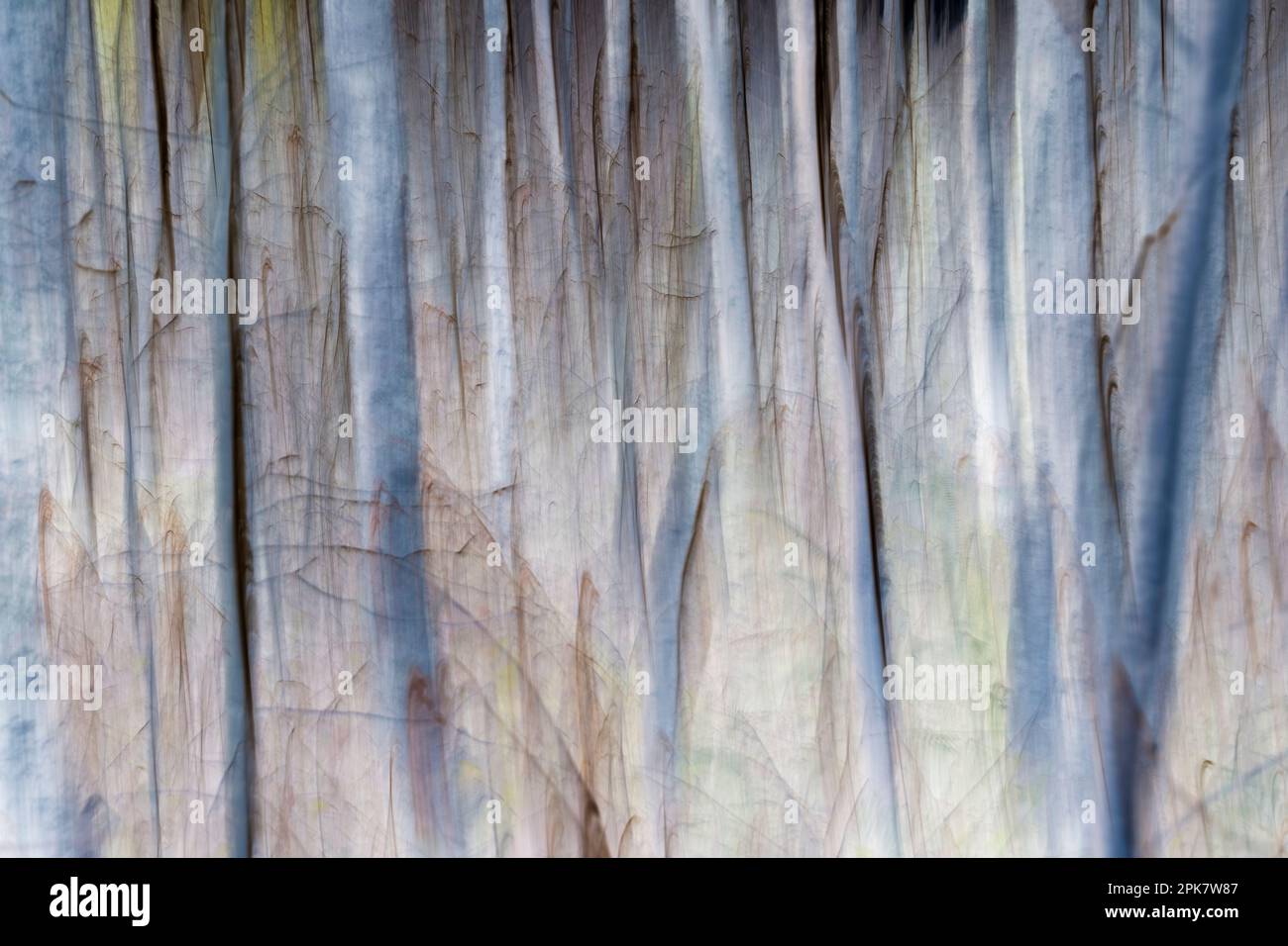 Distorted trunks hi-res stock photography and images - Alamy