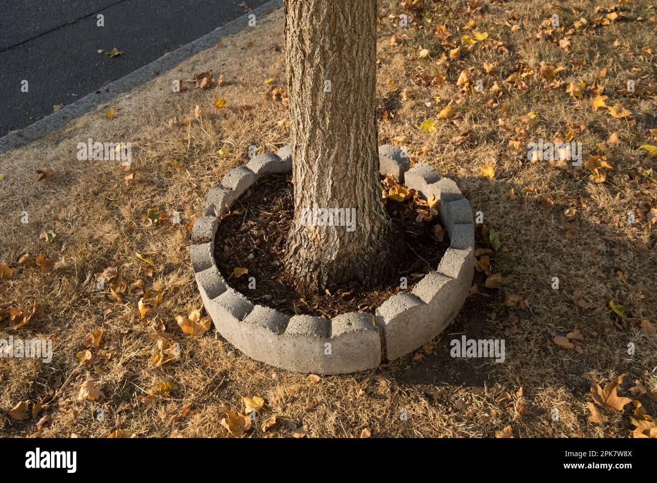 A small urban tree planted in earth, surrounded my concrete barrier. Stock Photo