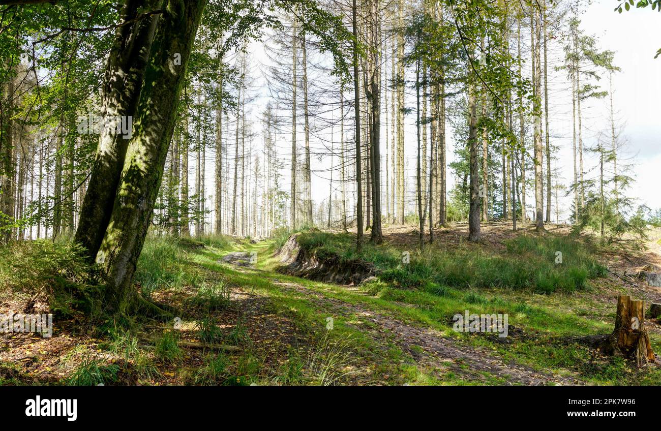 Teutoburger Wald / Eggegebirge,  Wandern um die Gauseköte Stock Photo