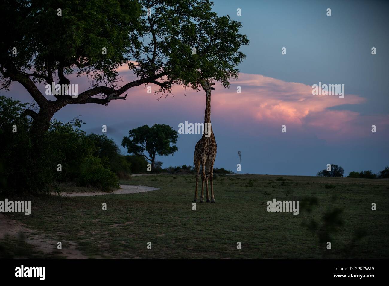 A Giraffe, Giraffa, eating leaves from a tree, sunset backdrop. Stock Photo
