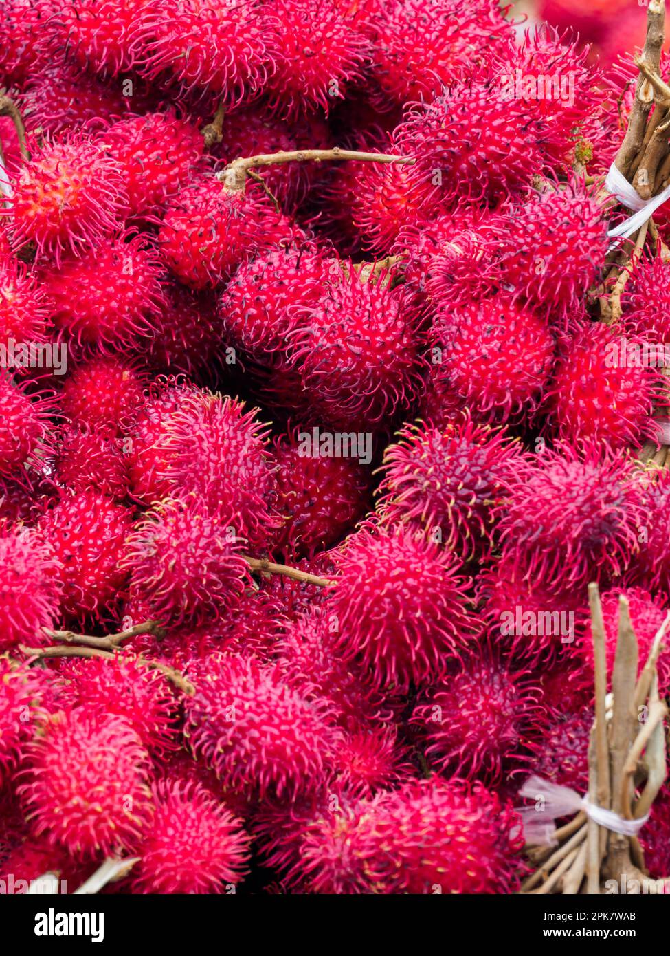 Fruits Of The Rambutan Tree Nephelium Lappaceum Is A Medium sized fruits-of-the-rambutan-tree-nephelium-lappaceum-is-a-medium-sized