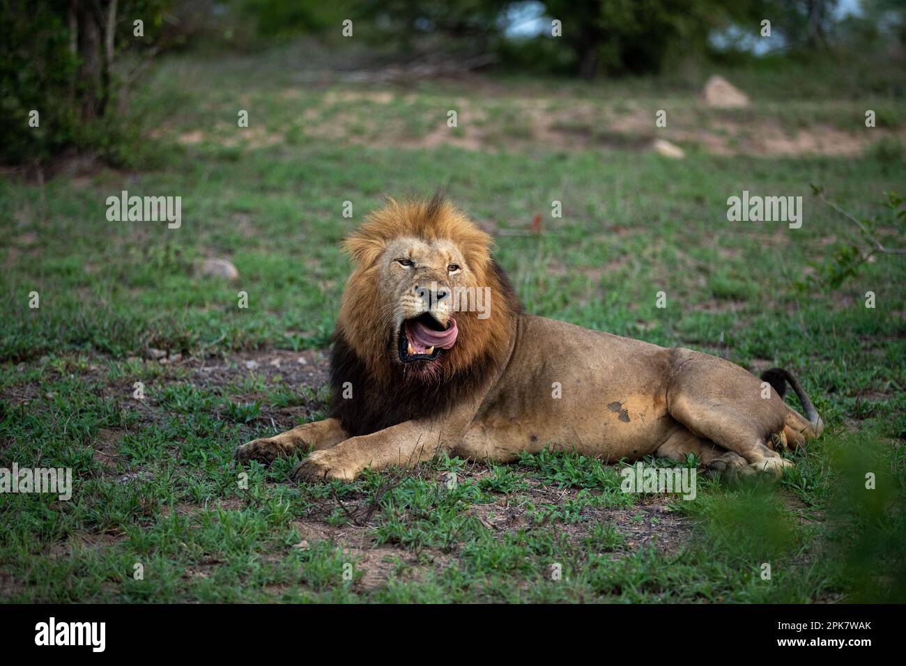 A male Lion, Panthera leo, yawning with his tongue out. Stock Photo