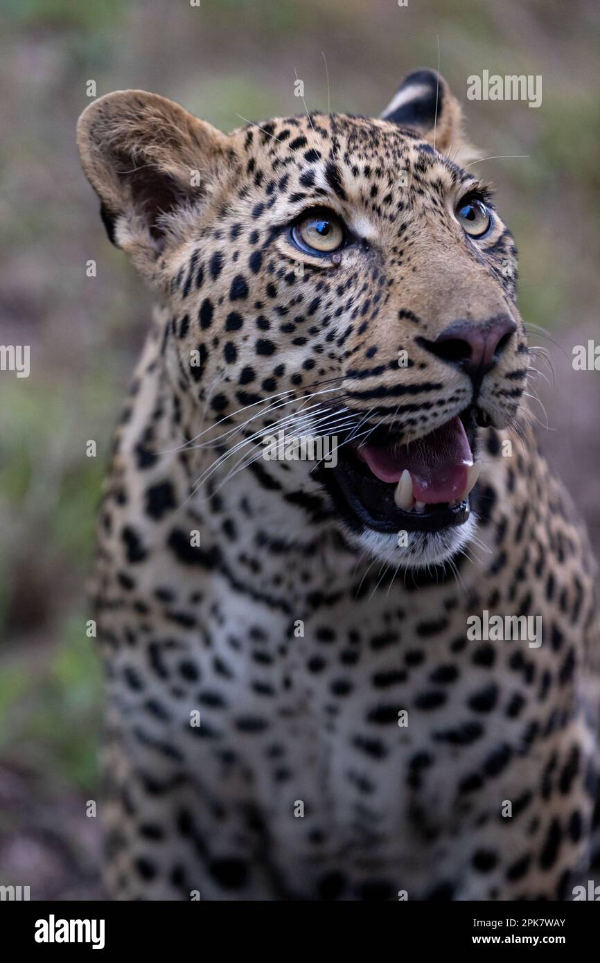A close-up portrait of a male leopard, Panthera pardus. Stock Photo