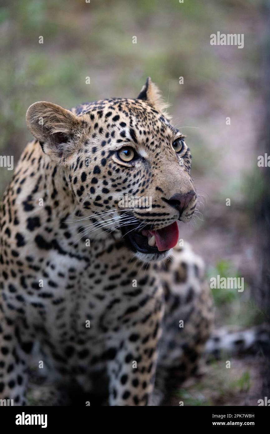 A close-up portrait of a male leopard, Panthera pardus. Stock Photo