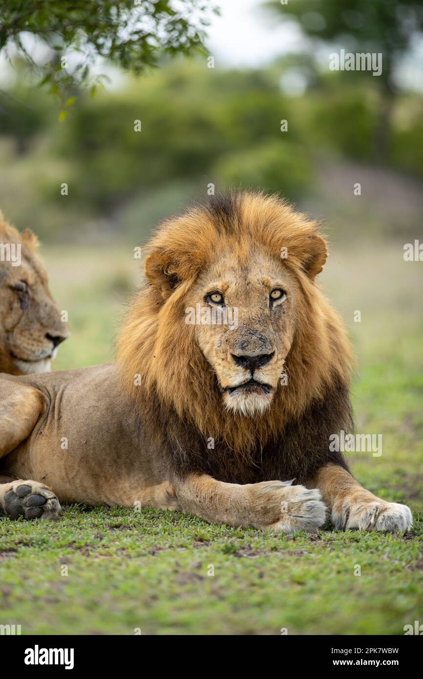 Close-up of a male Lion, Panthera leo, direct gaze. Stock Photo