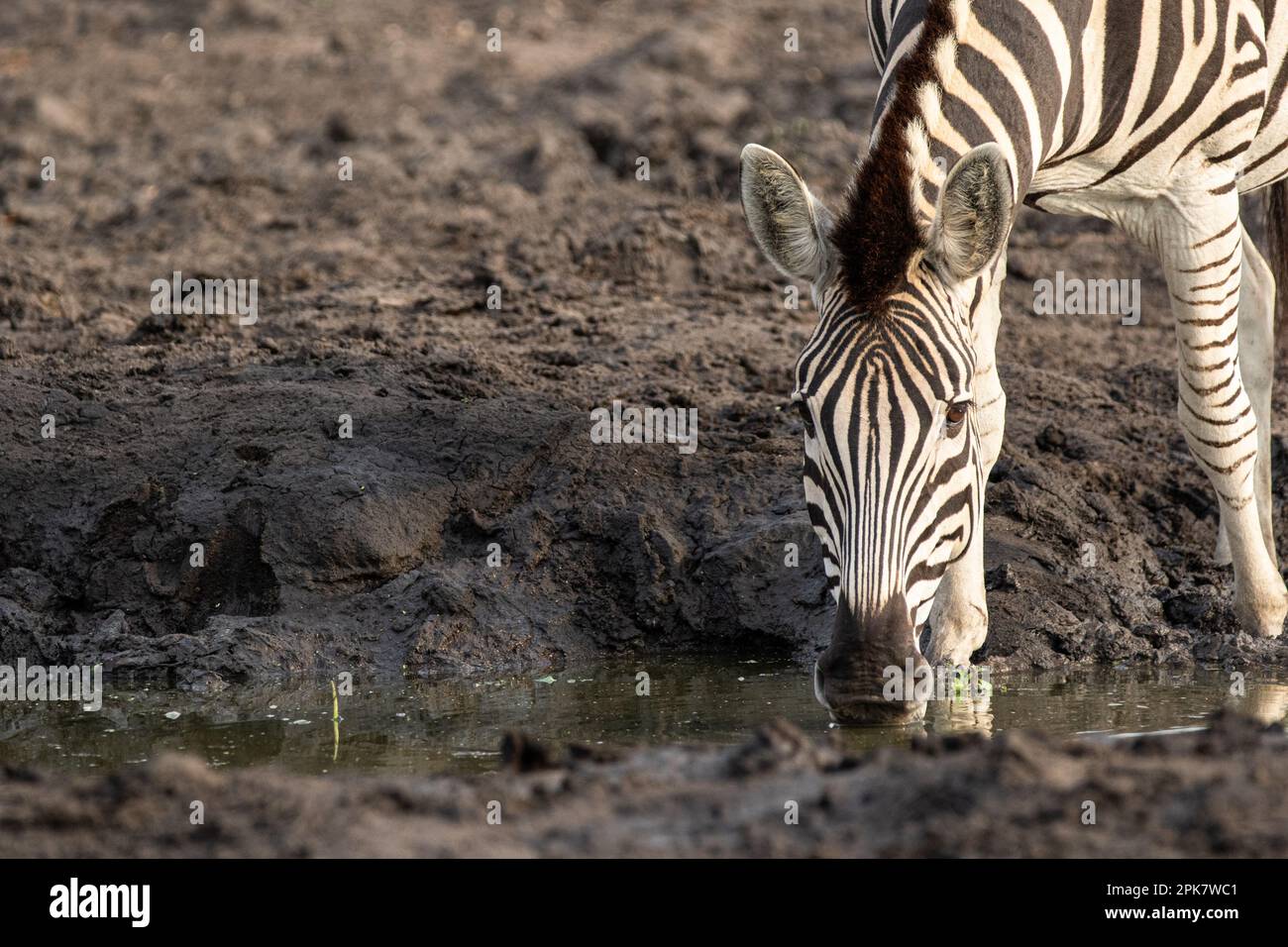 A zebra, Equus quagga, drinking water from a dam. Stock Photo
