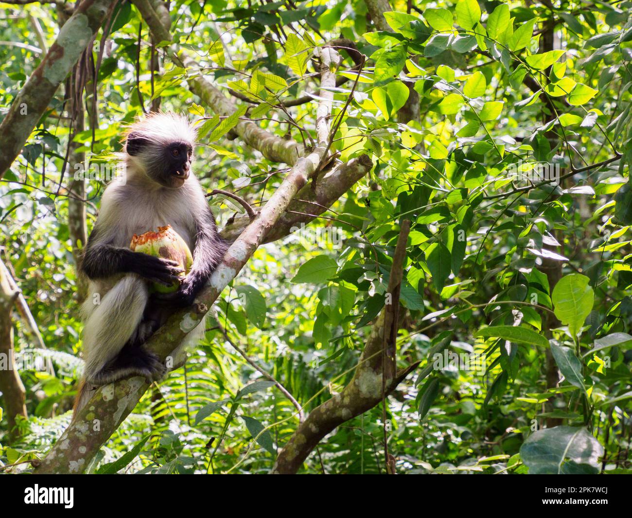 Zanzibar red colobus monkey (also Piliocolobus kirkii or Kirk's red ...