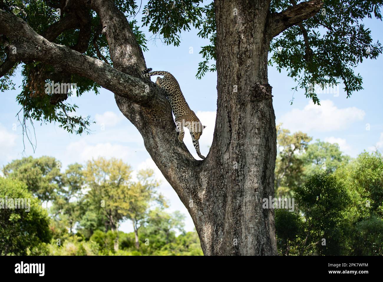 A female leopard, Panthera pardus, decending from a tree. Stock Photo