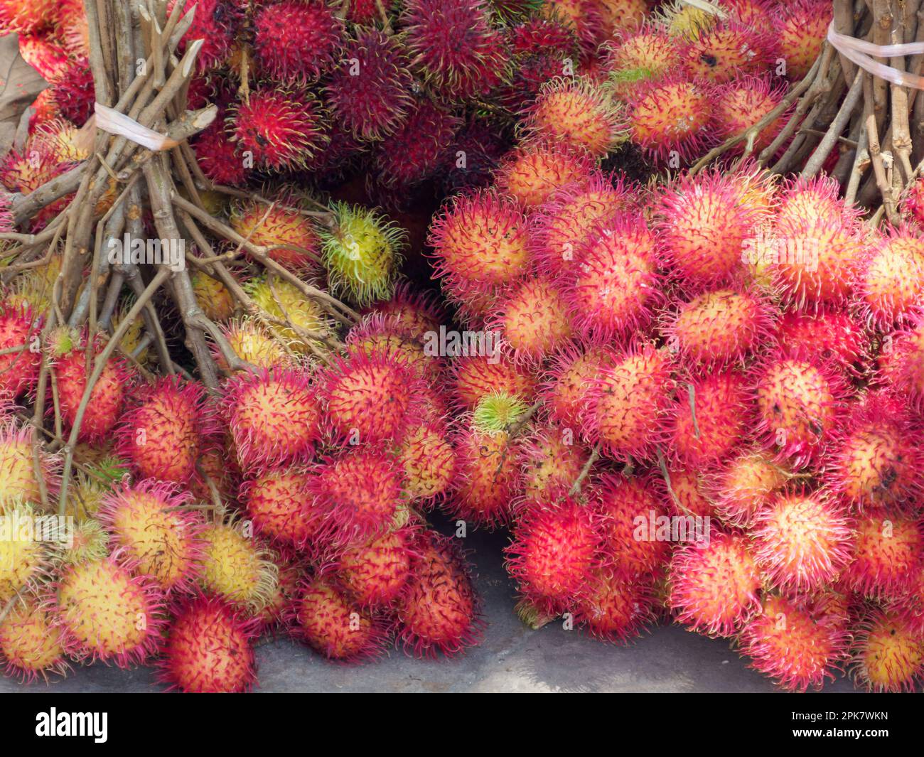Fruits Of The Rambutan Tree Nephelium Lappaceum Is A Medium sized fruits-of-the-rambutan-tree-nephelium-lappaceum-is-a-medium-sized