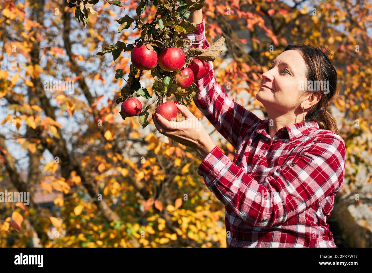 Woman picking ripe apples on farm. Farmer grabbing apples from tree in ...