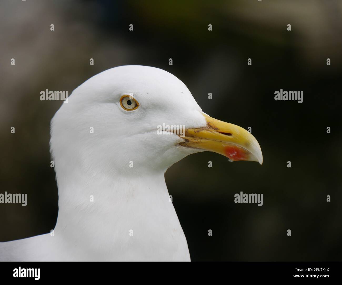 Close up of a Herring Gull - Larus Argentatus Stock Photo