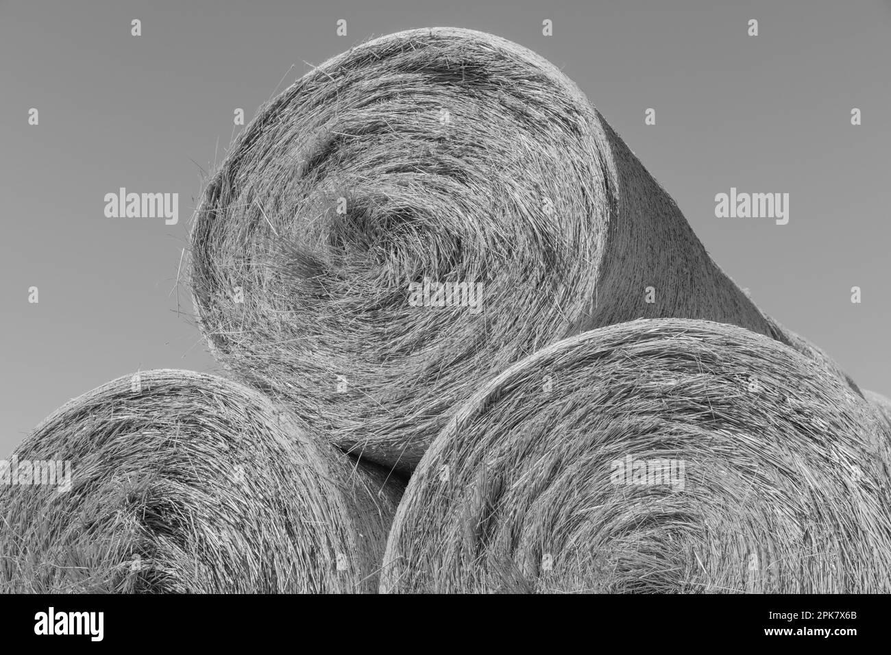 Stacked wrapped round hay bales in a field after harvest. Stock Photo