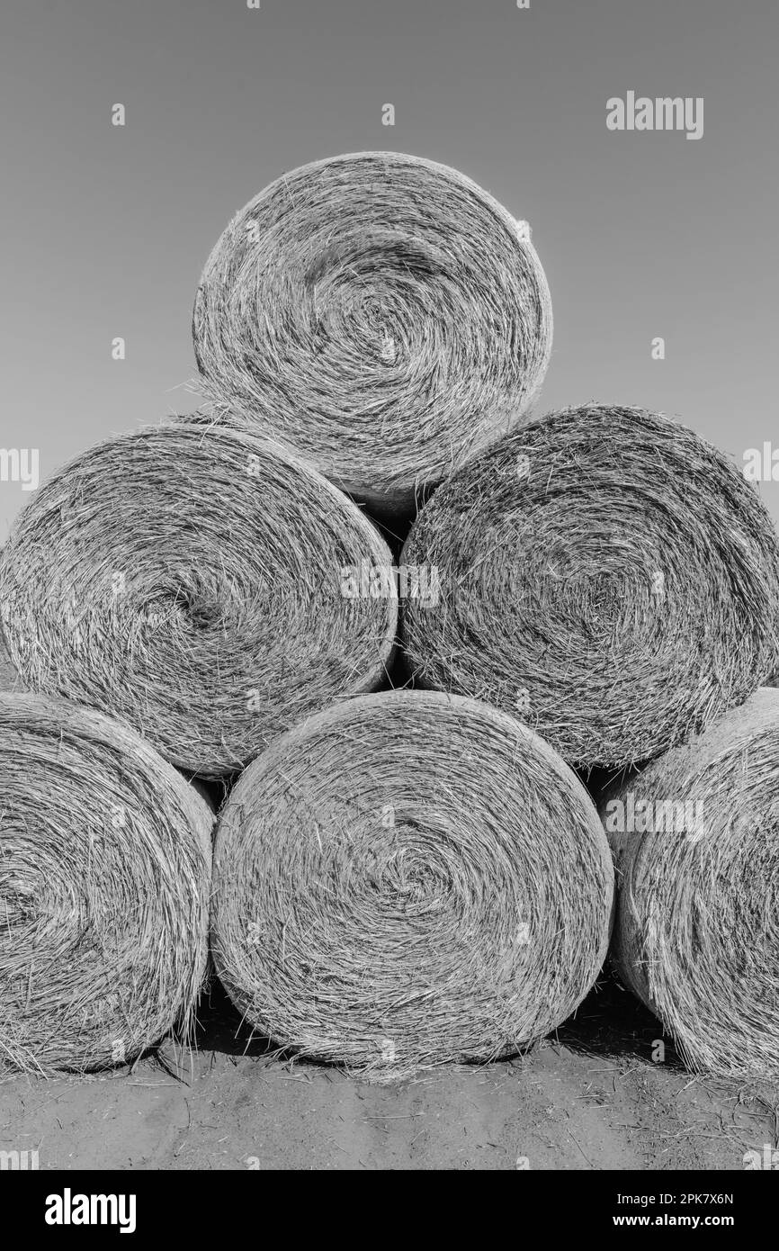 Stacked wrapped round hay bales in a field after harvest. Stock Photo