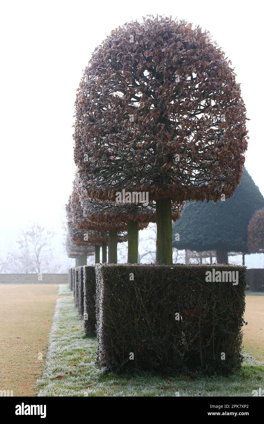 Row of small topiary trees and hedges in winter. Stock Photo