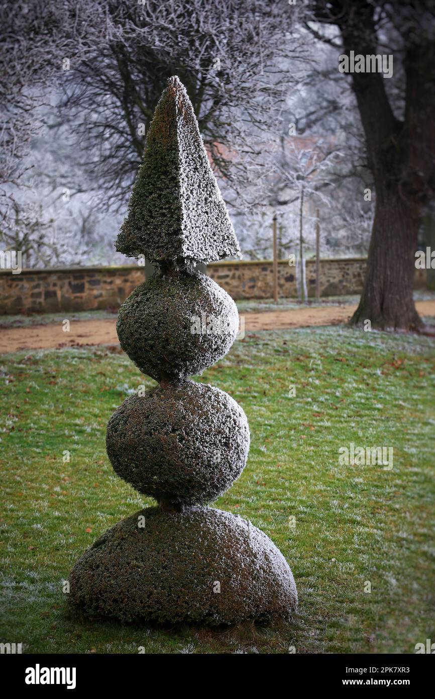 Topiary yew with pyramid and ball shapes in winter. Stock Photo