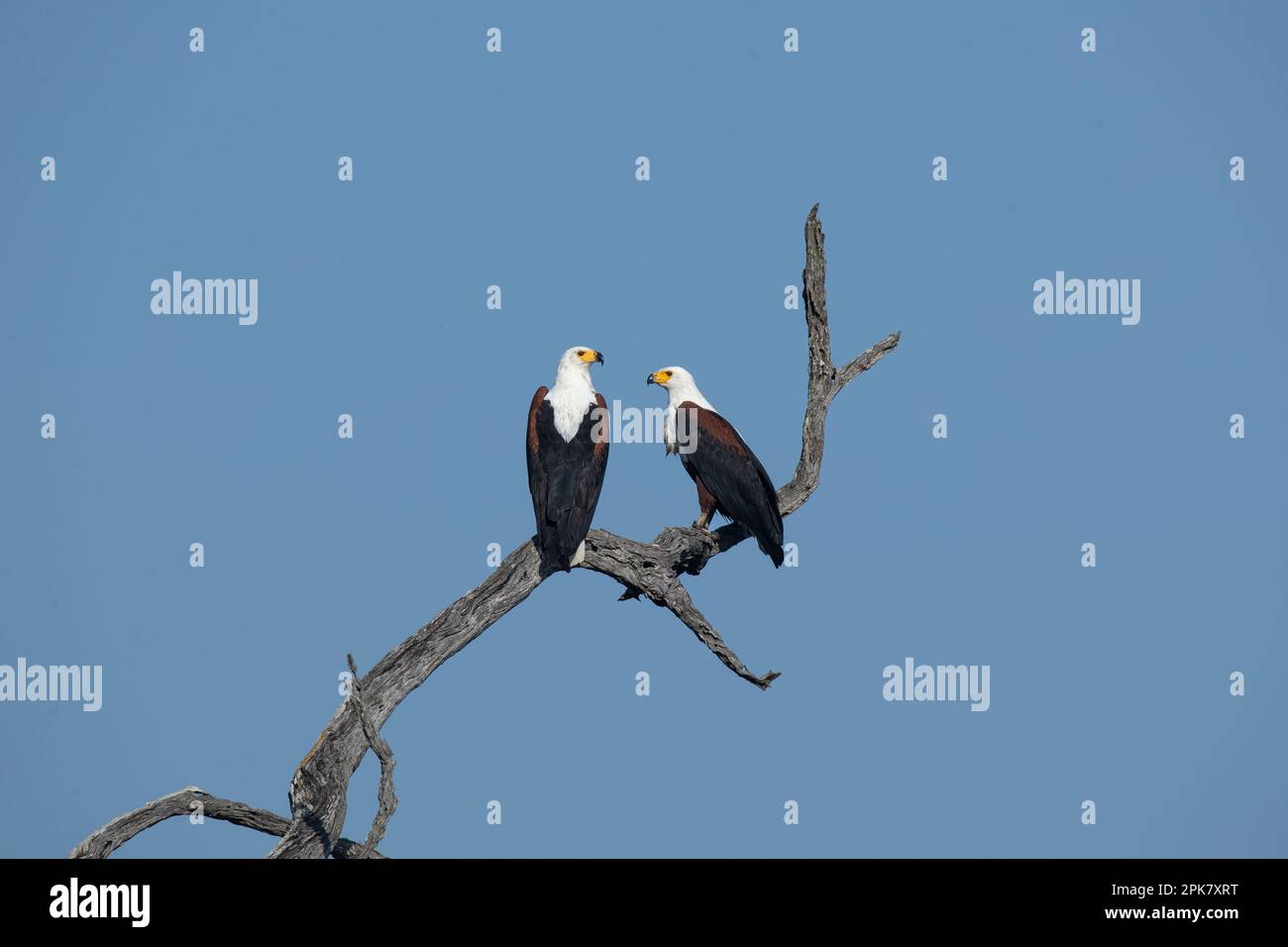 Two Fish Eagles, Haliaeetus vocifer, perched on a leadwood branch. Stock Photo