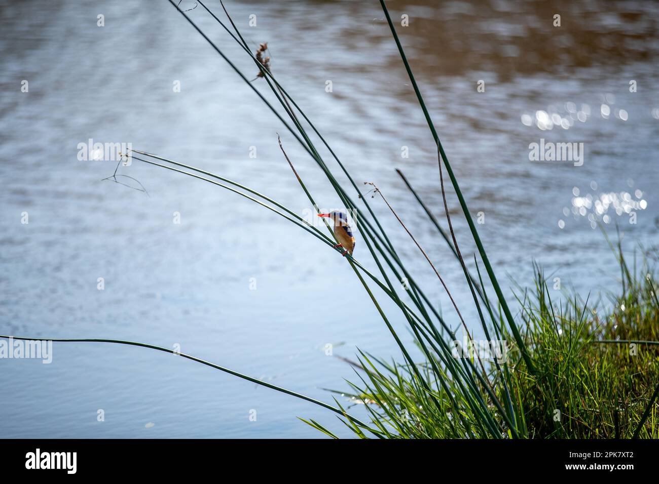A Malachite Kingfisher, Corythornis cristatus, perched on a reed, next to a river. Stock Photo