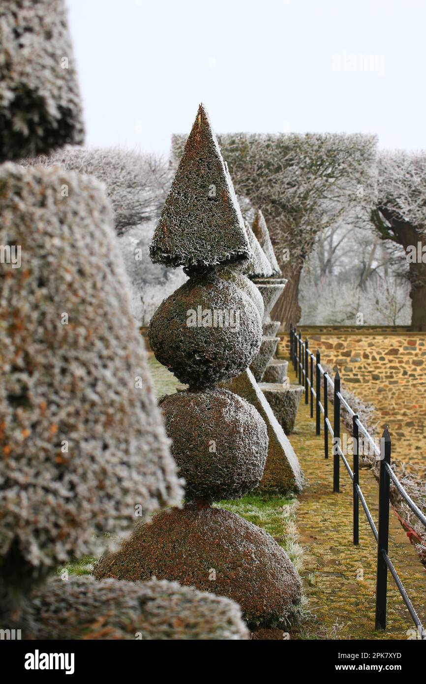 Row of topiary yews with pyramid and ball shapes in winter Stock Photo ...